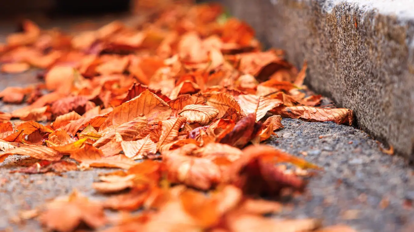 Листья могут разрушить Ваш автомобиль: почему осень — худшее время года для автомобилистов