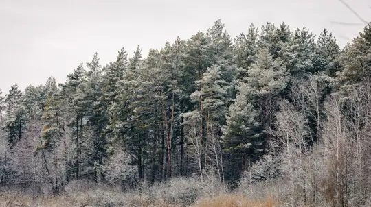 В российских лесах планируют установить дорожные знаки