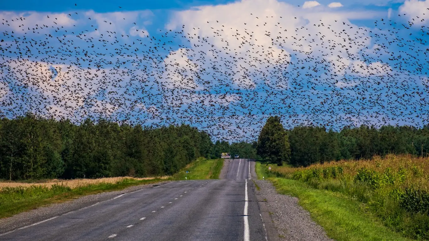 Ты здесь не король: в ГИБДД рассказали о новом штрафе для водителей за езду по этой части дороги