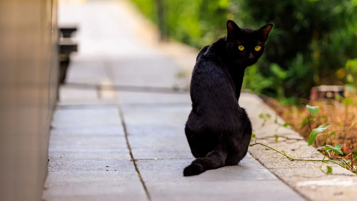 Путешествие с четвероногими друзьями: лучшие советы и рекомендации